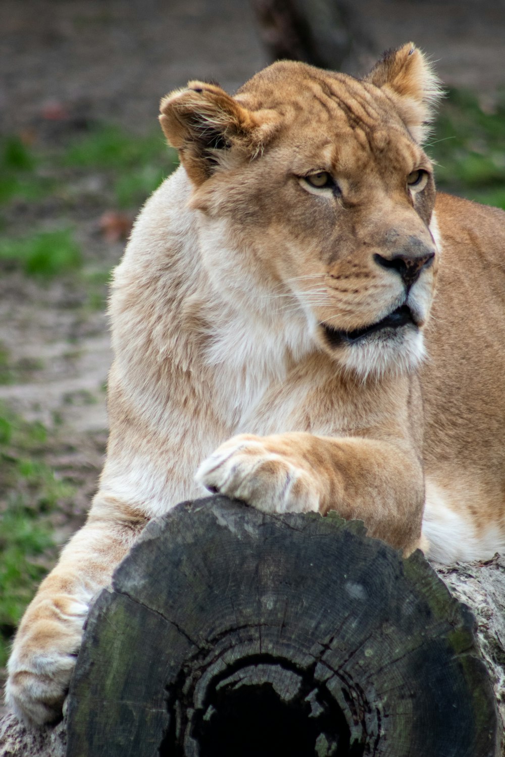 brown lion lying on gray rock during daytime