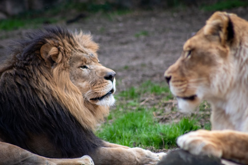 lion and lioness on green grass during daytime