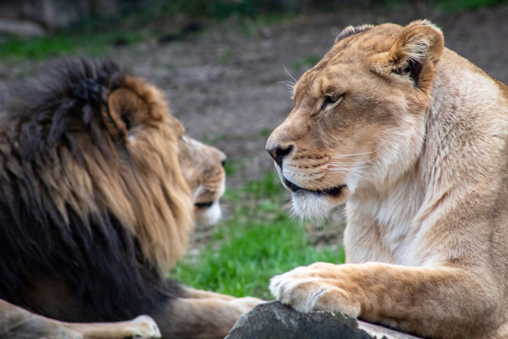 lion lying on green grass during daytime