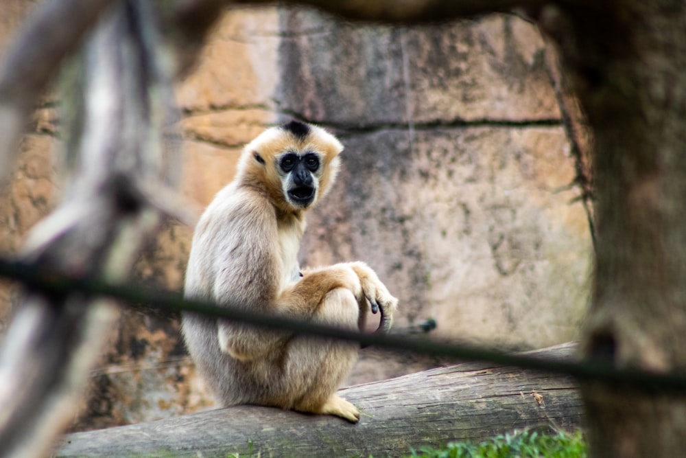 낮에는 갈색 나무 통나무에 앉아 있는 갈색 원숭이