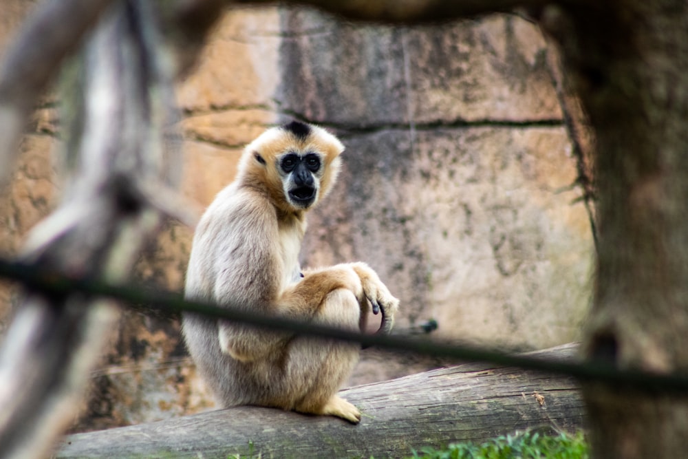 brown monkey sitting on brown wooden log during daytime