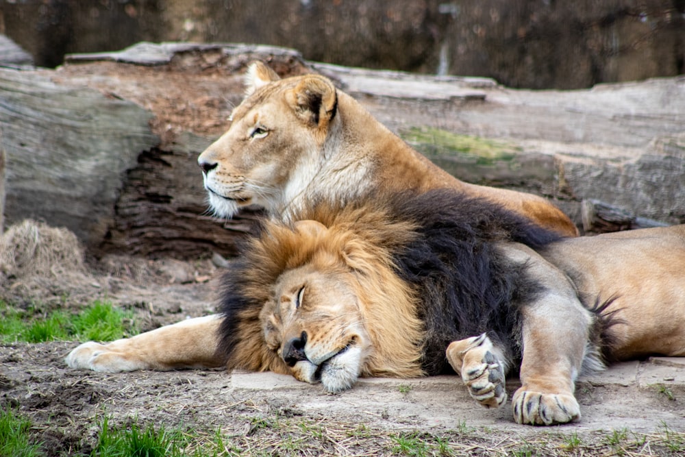 brown lion lying on ground during daytime