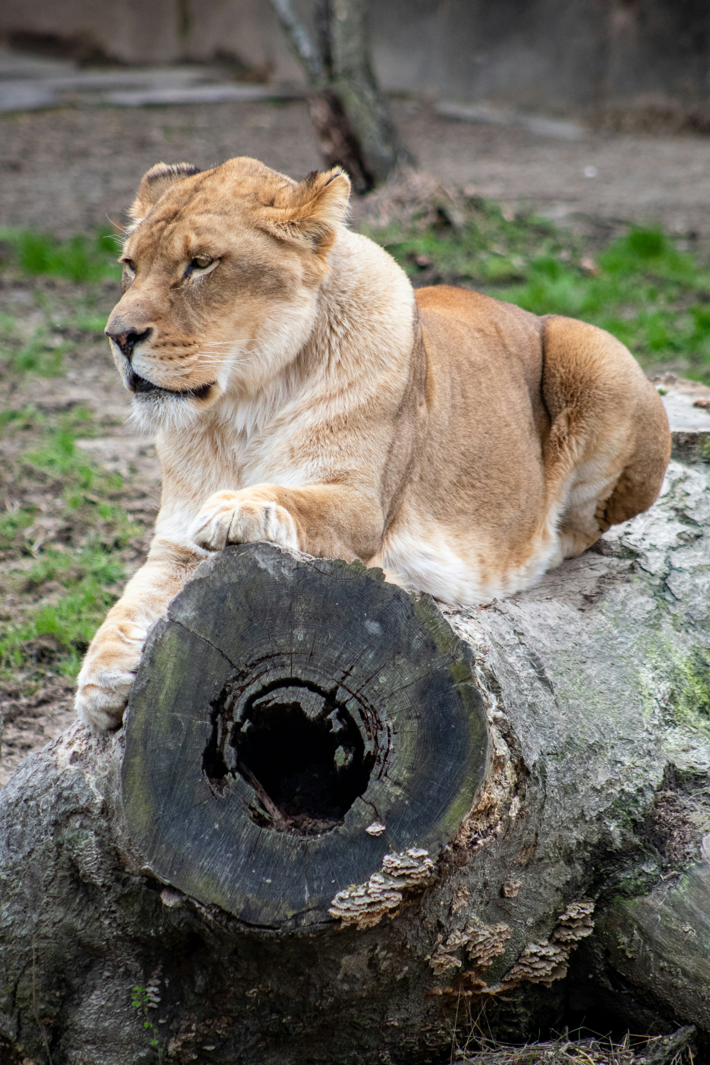 昼間は灰色の岩の上に横たわる茶色の雌ライオンの写真 Unsplashで見つけるメンフィス動物園の無料写真