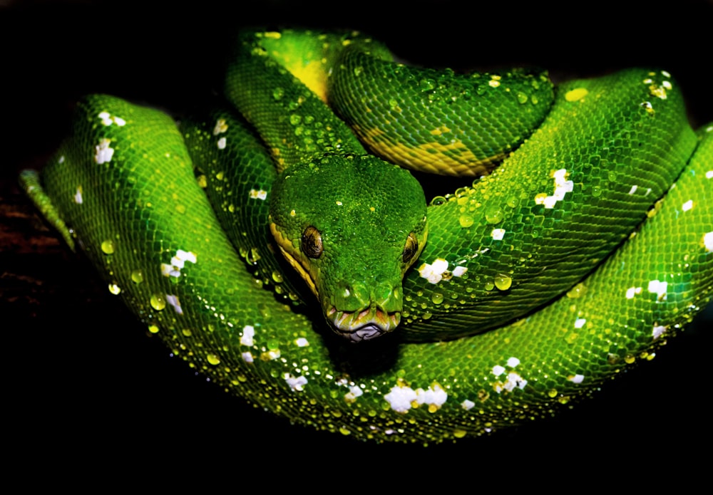 Ilustración de serpiente verde y blanca