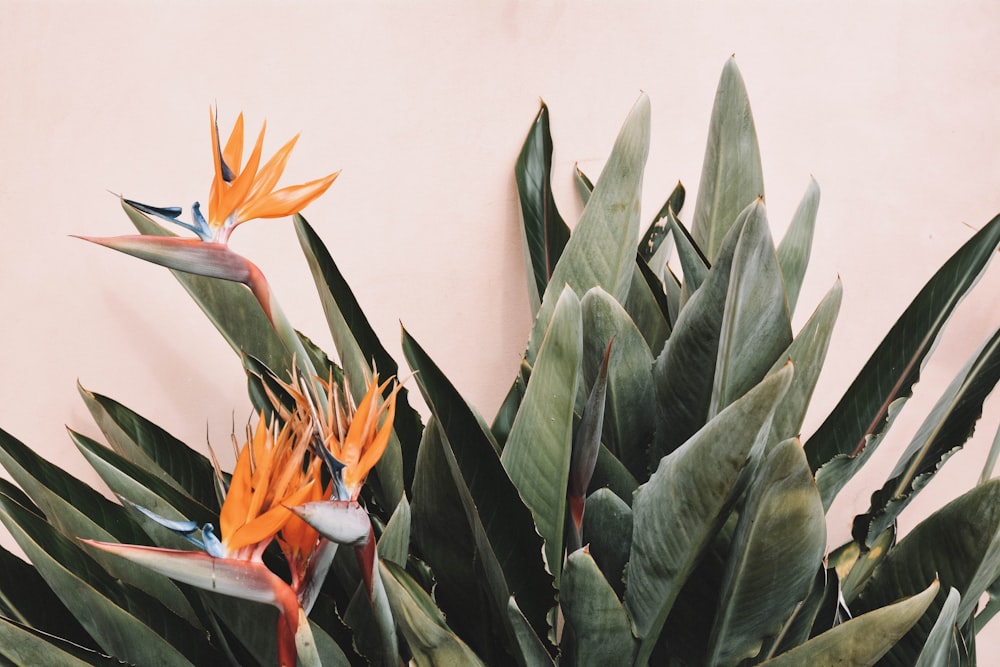 green and orange birds of paradise