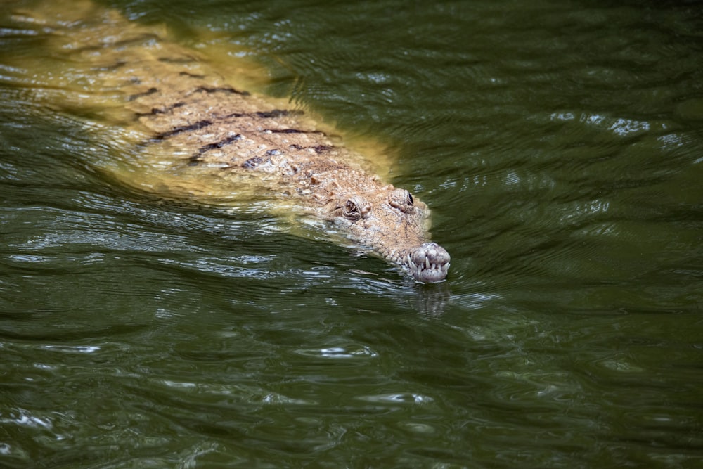 brown and black crocodile in water