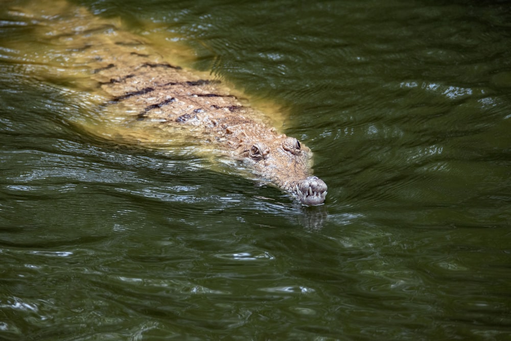 crocodile brun et noir dans l’eau