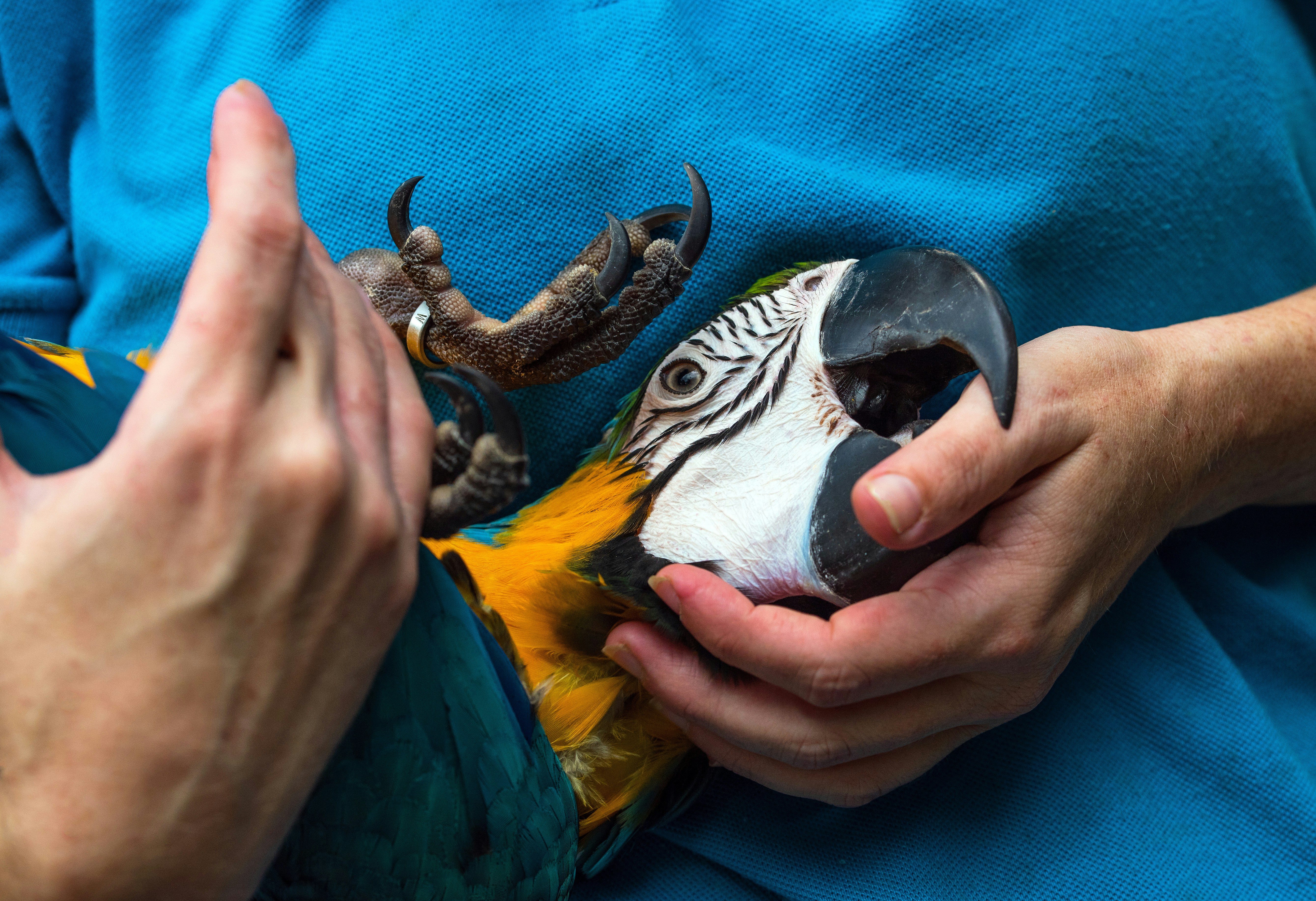 Bird Nail Trimming Guide: Safe, Stress-Free Techniques for All Species