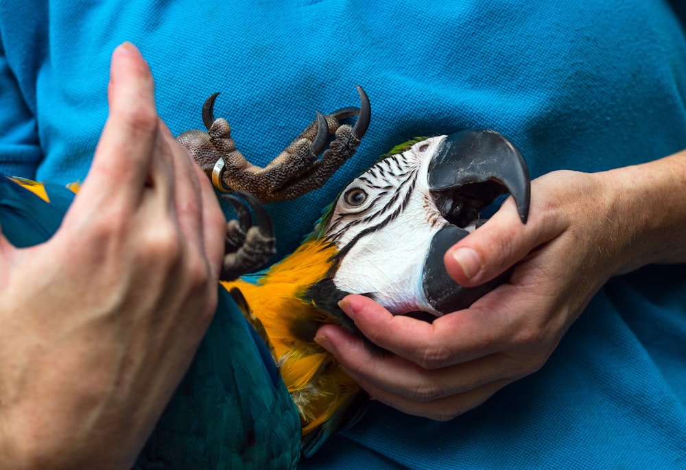 oiseau bleu, jaune et blanc