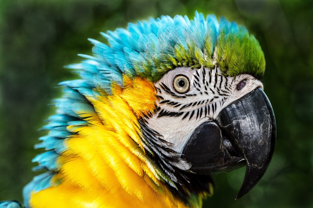 pappagallo blu, giallo e verde