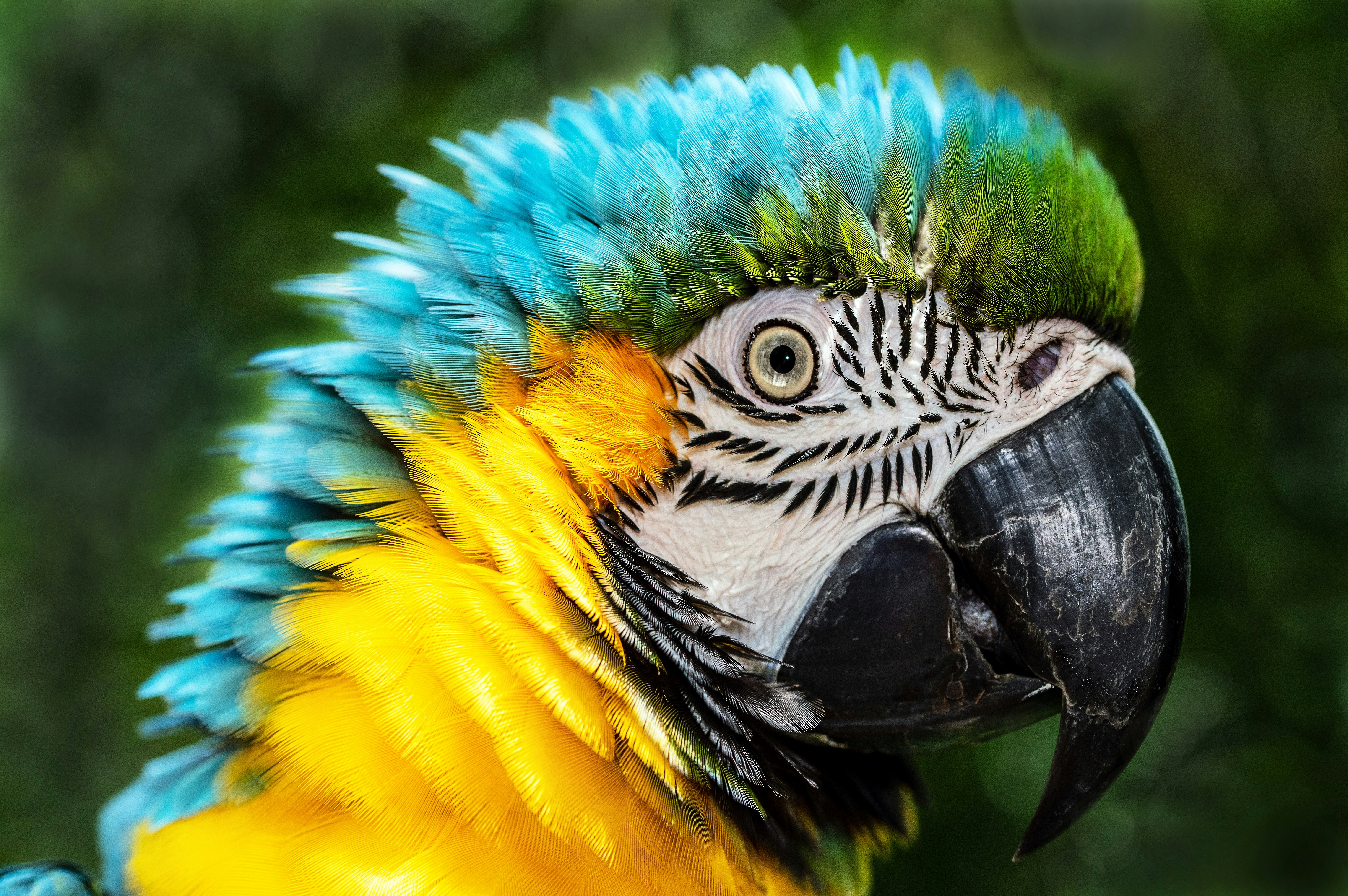 blue yellow and green parrot