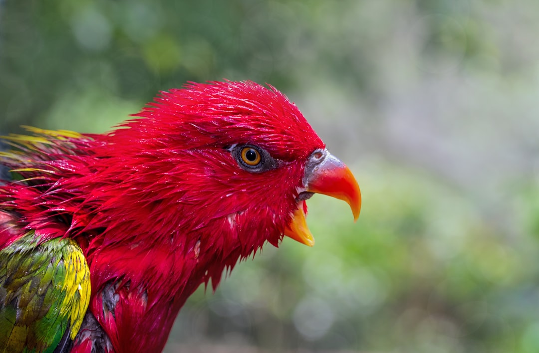 A Chattering Lory does some chattering after enjoying a bath. These birds are a type of parrot native to Papua New Guinea. This one was photographed at Birdworld Kuranda in Australia.