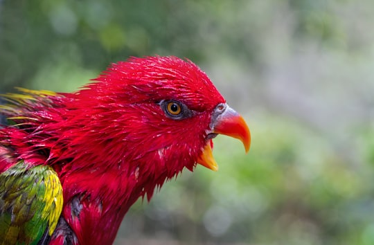 red bird in close up photography in Birdworld Kuranda Australia