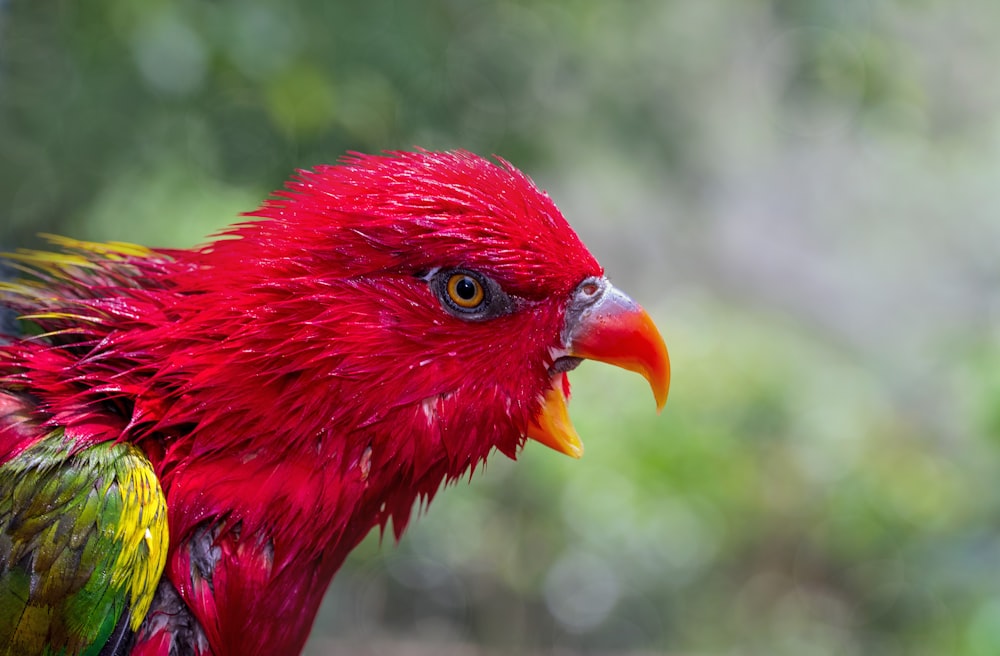 red bird in close up photography