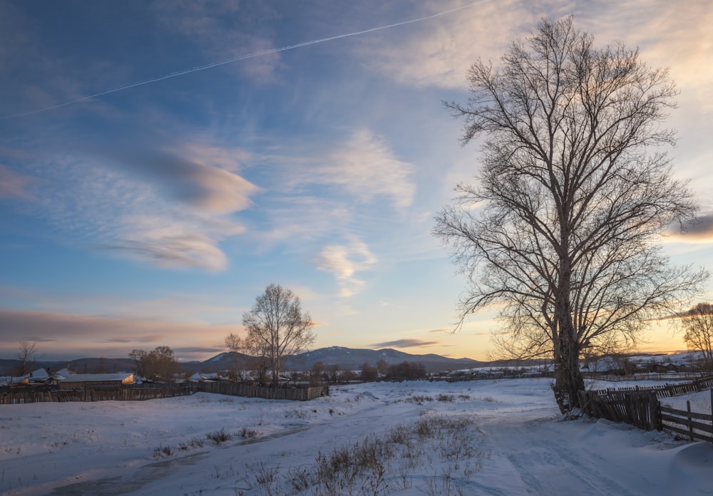 bare trees on snow covered ground under blue and white cloudy sky during daytime