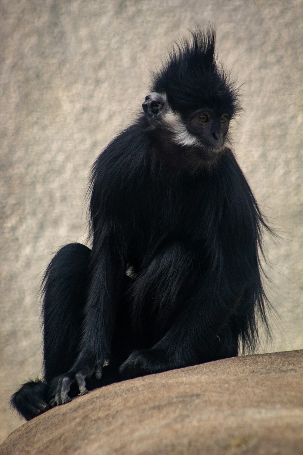 black monkey on brown tree branch during daytime