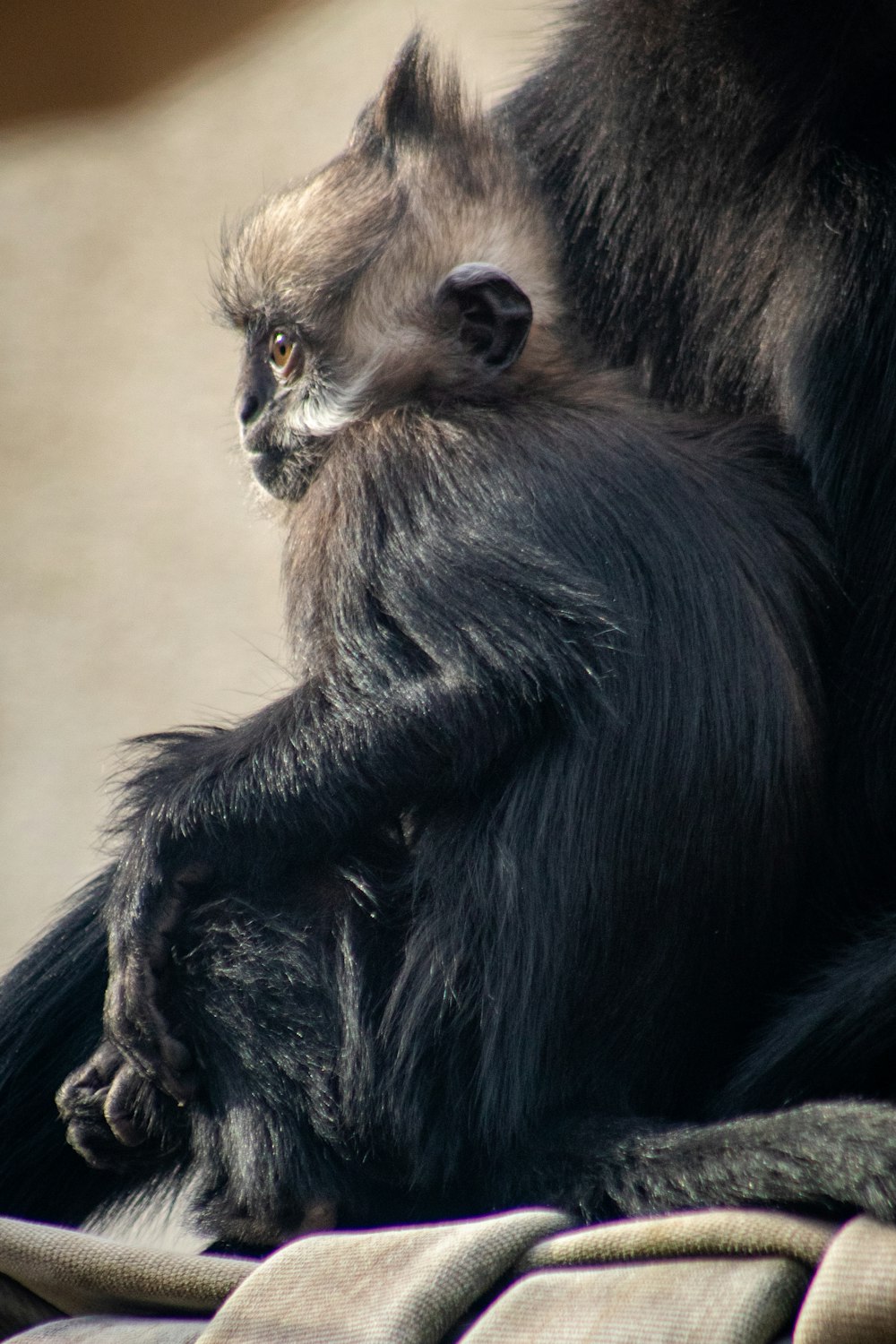 singe noir assis sur le sol brun