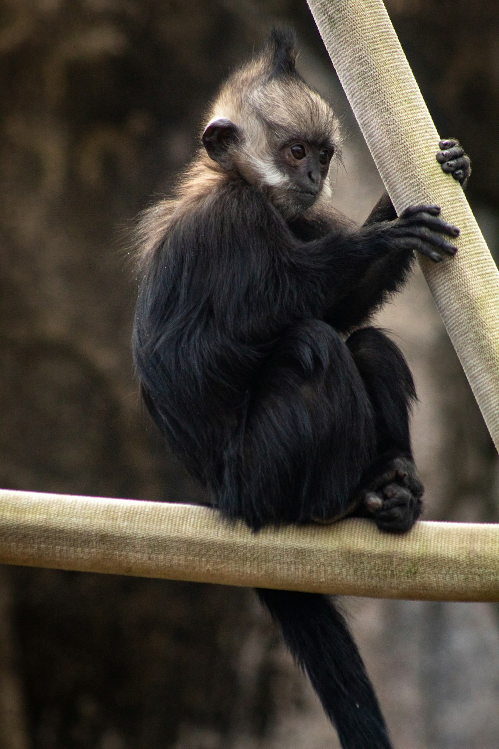 singe noir sur barre en bois marron