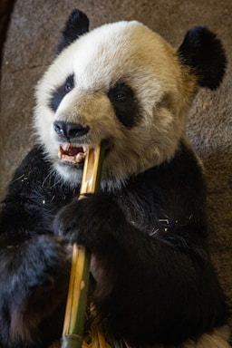 A giant panda is chewing on a piece of bamboo. The panda has distinct black and white fur, with a large head, black ears, and round black eyes. Its paws are holding the bamboo firmly as it eats.