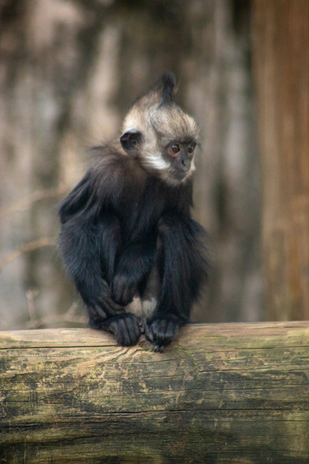 black and white monkey on brown wooden surface