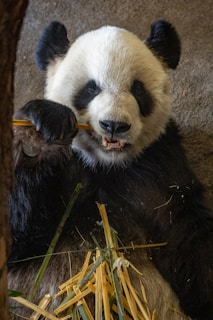 black and white panda bear