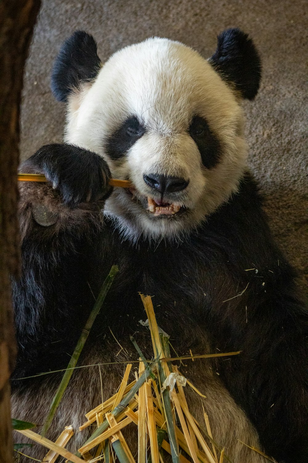 Oso panda blanco y negro