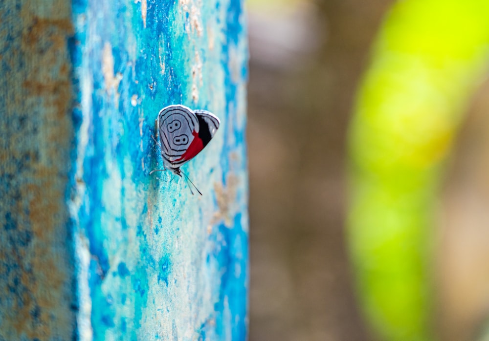 blau-weiß und rot gestreiftes Textil