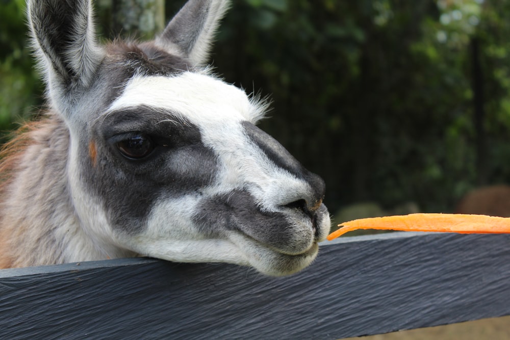 white and black animal head