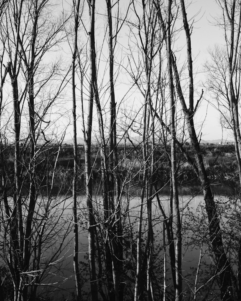 grayscale photo of bare trees on body of water