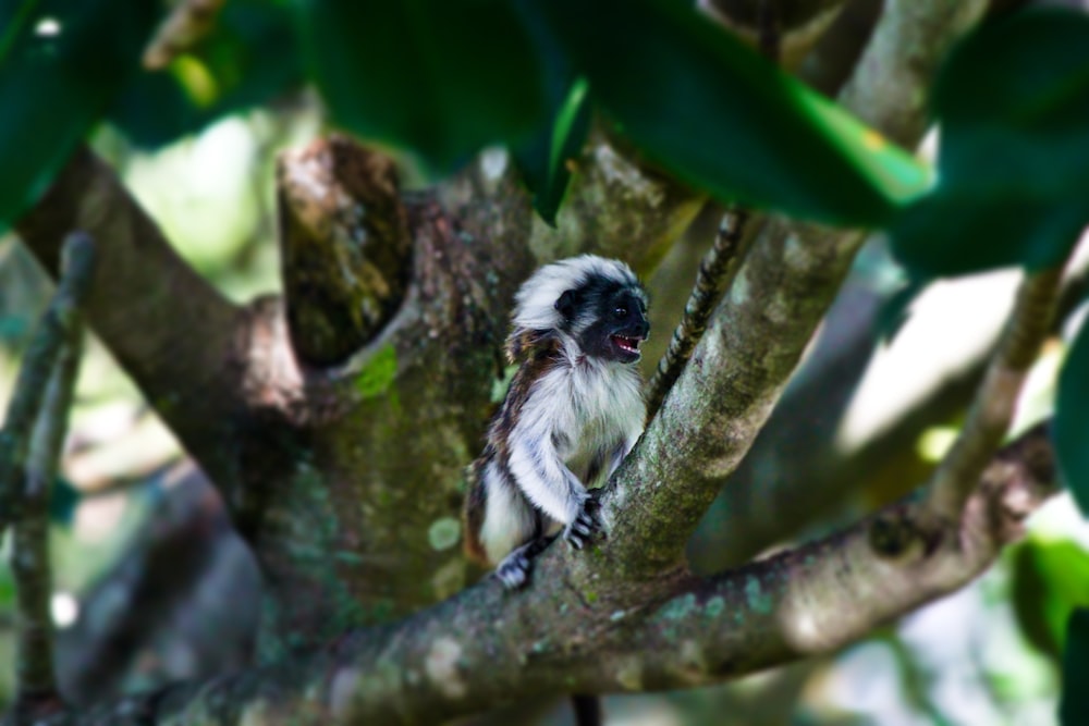 white and black bird on tree branch