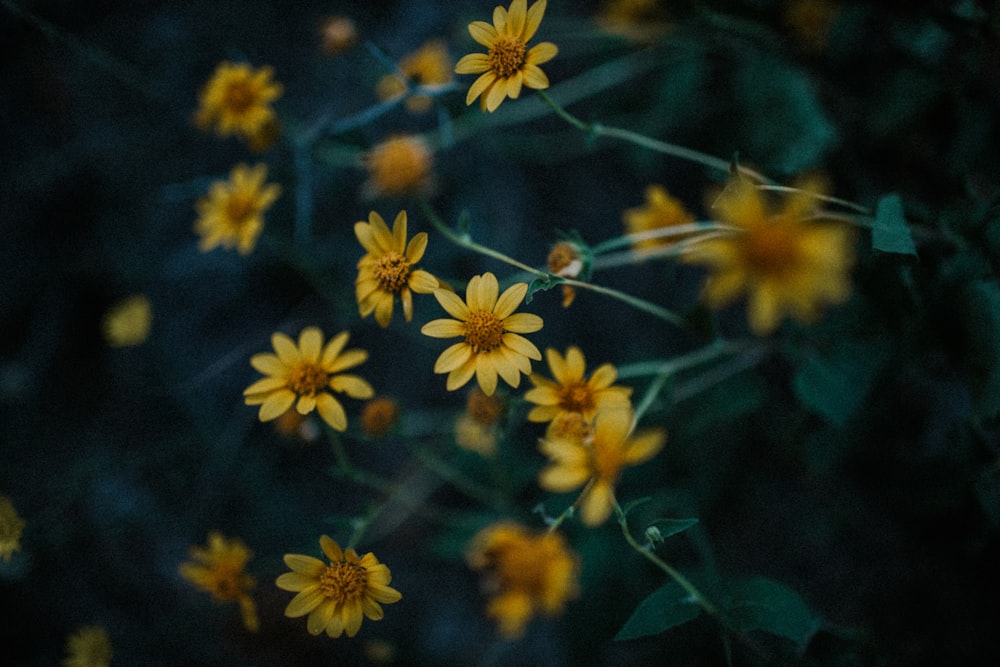flores amarelas com folhas verdes