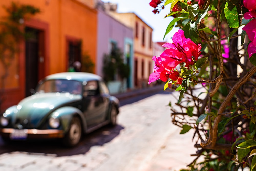 pink flower in tilt shift lens