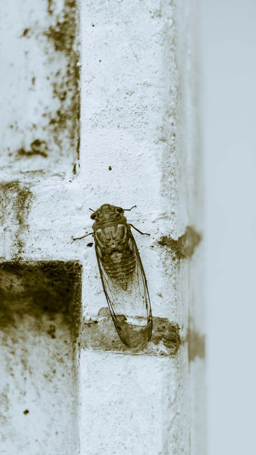 brown and black insect on white concrete wall