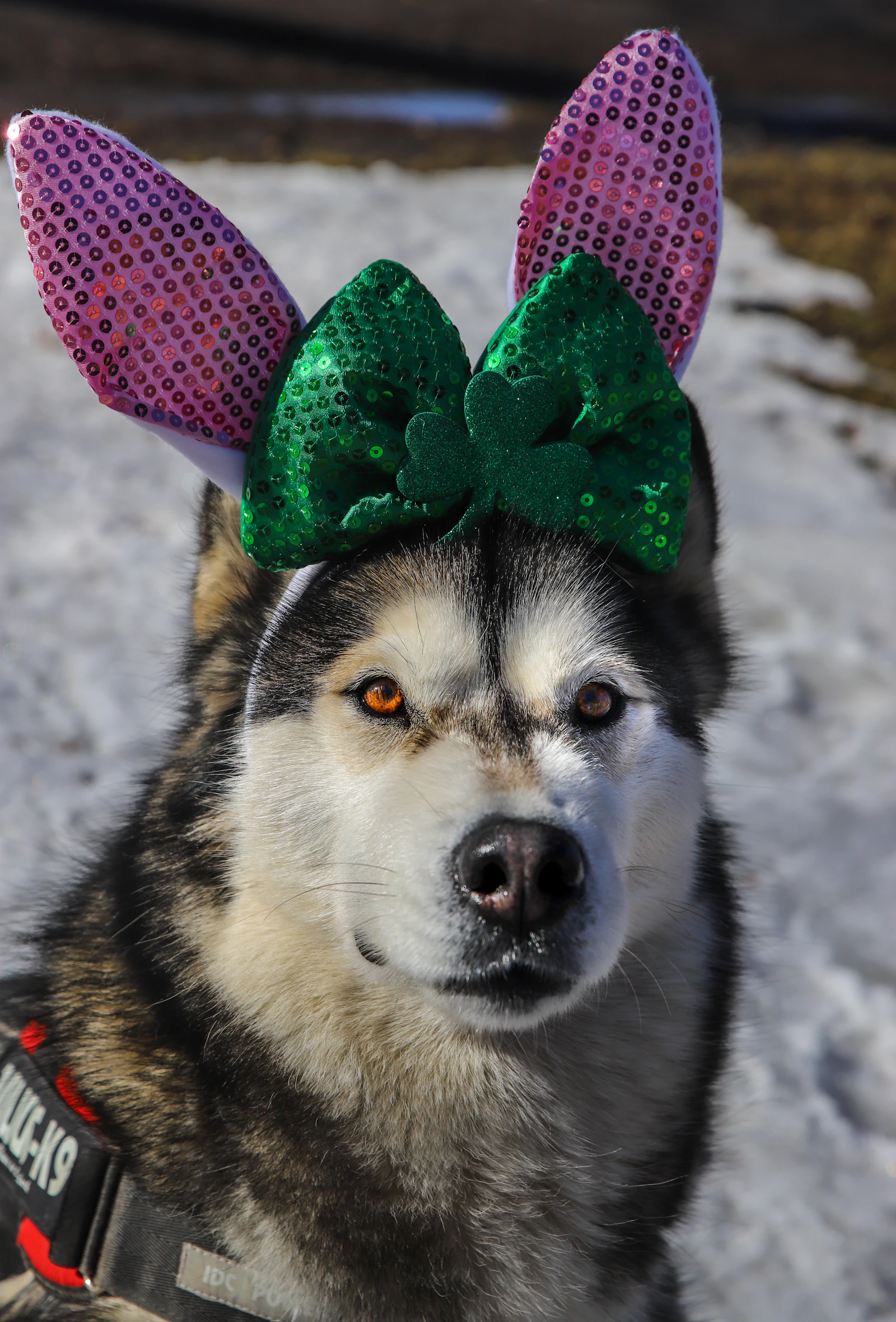 A husky wearing a working harness sitting on snow on a bright Canadian winter day