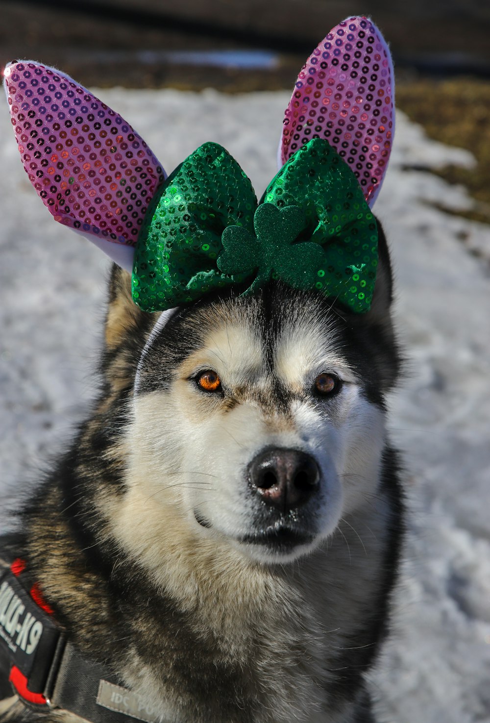 black and white siberian husky with green ribbon on head