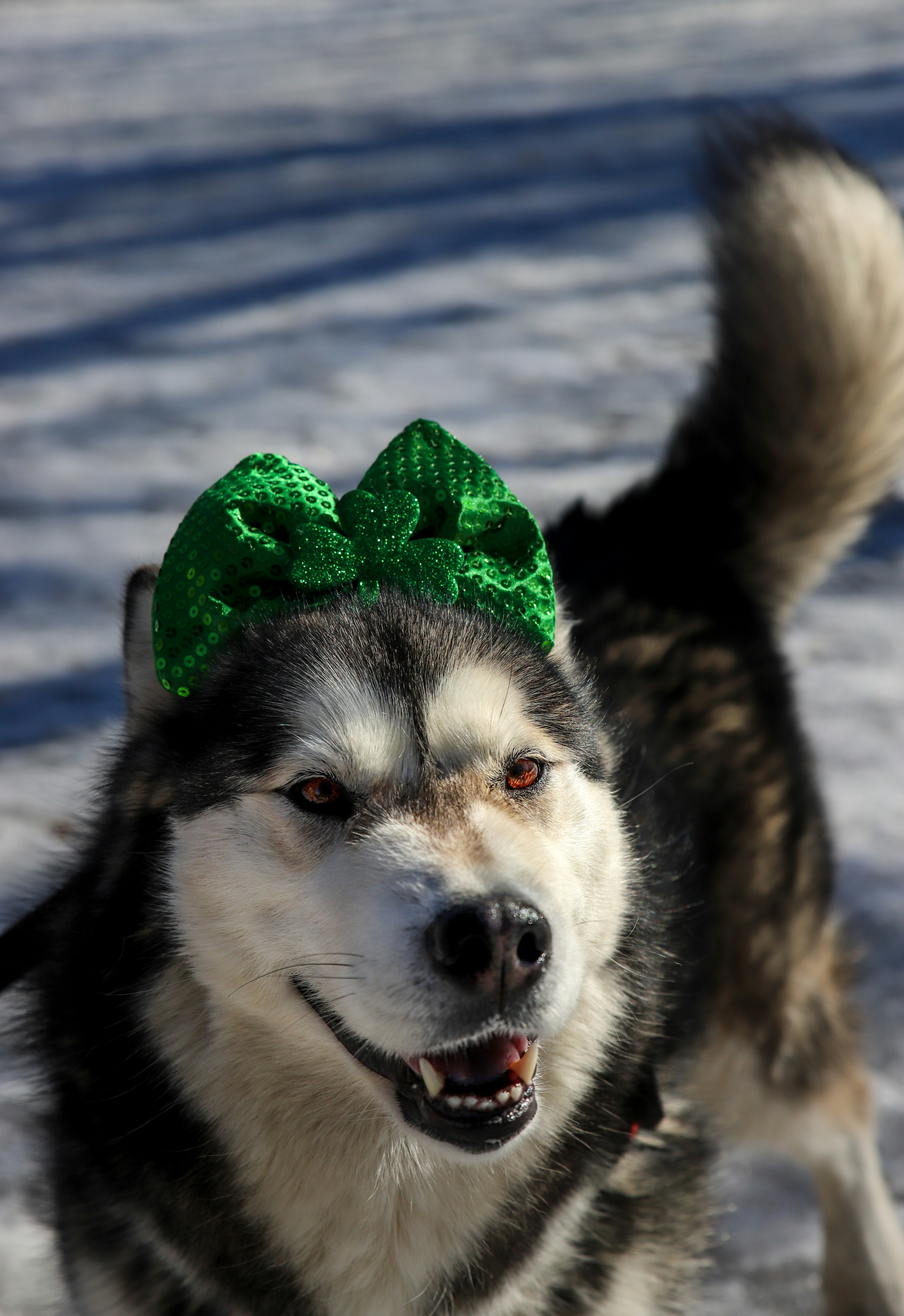 white and black siberian husky with green ribbon on head