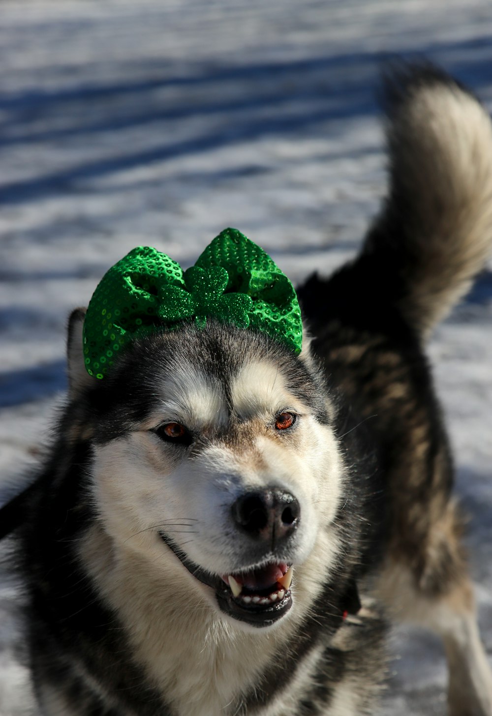 white and black siberian husky with green ribbon on head