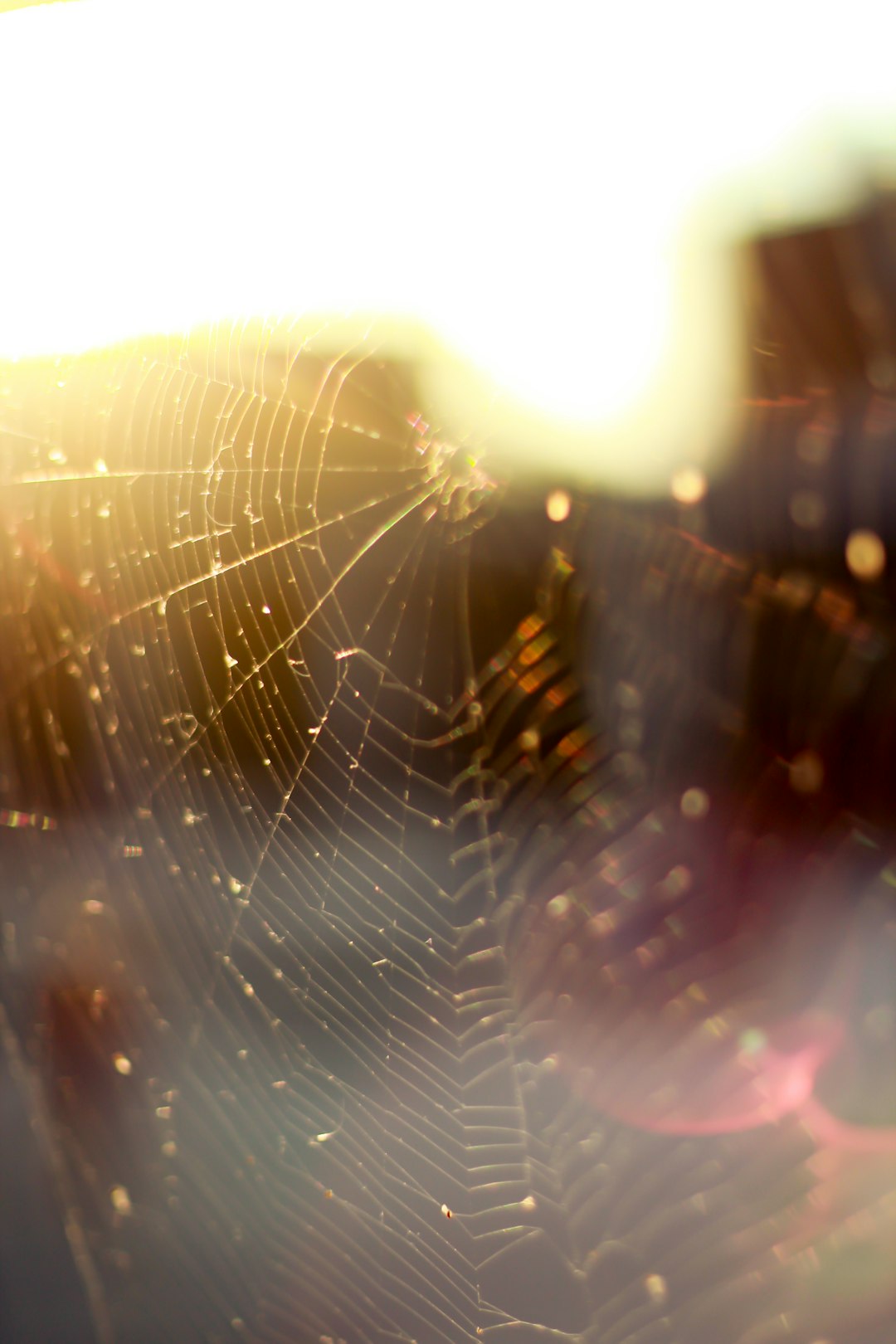 water droplets on spider web in close up photography during daytime