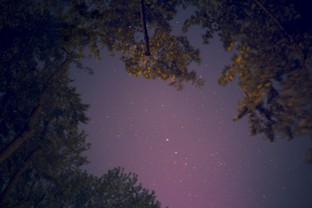 green trees under starry night