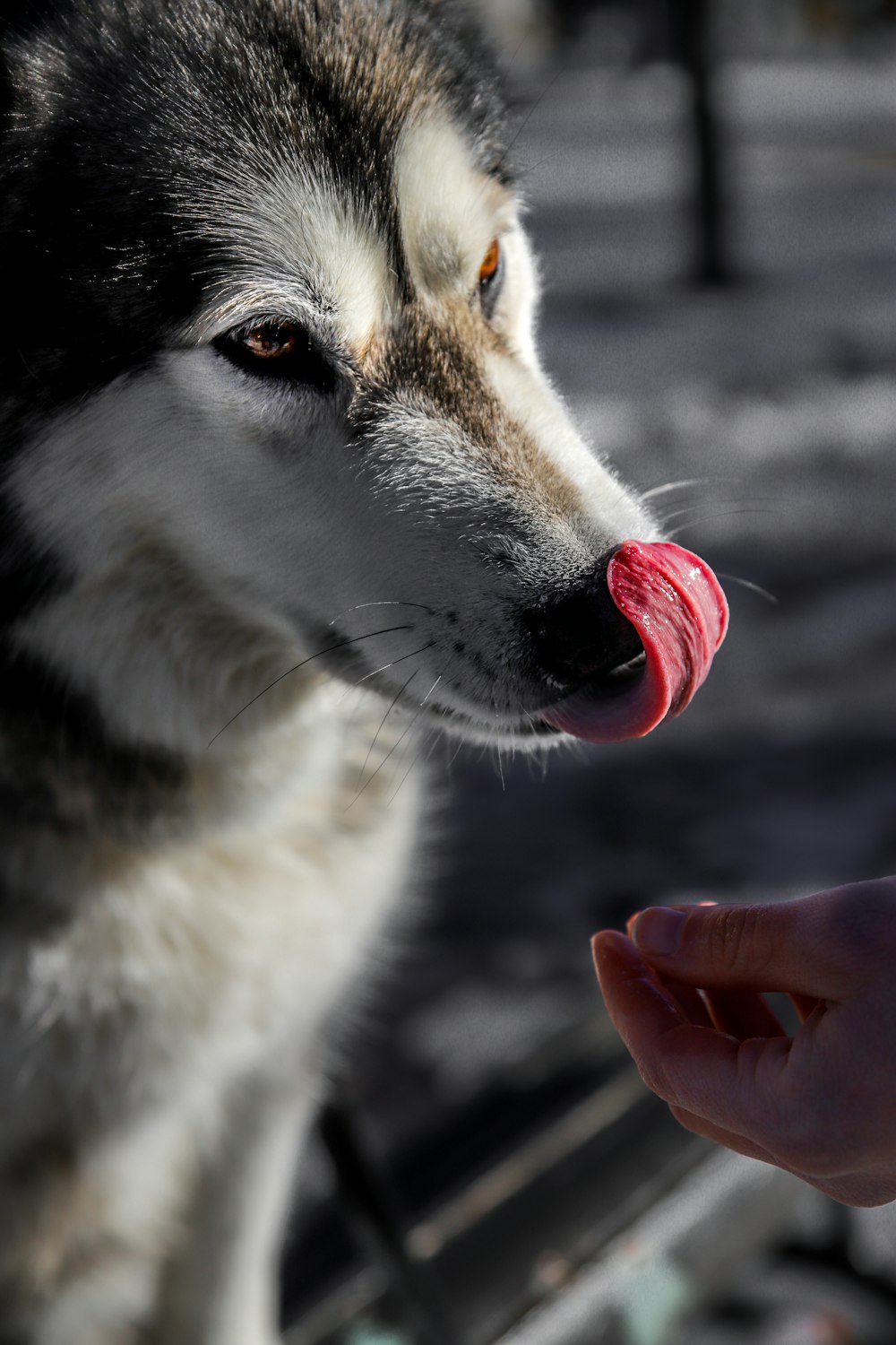 white and black siberian husky