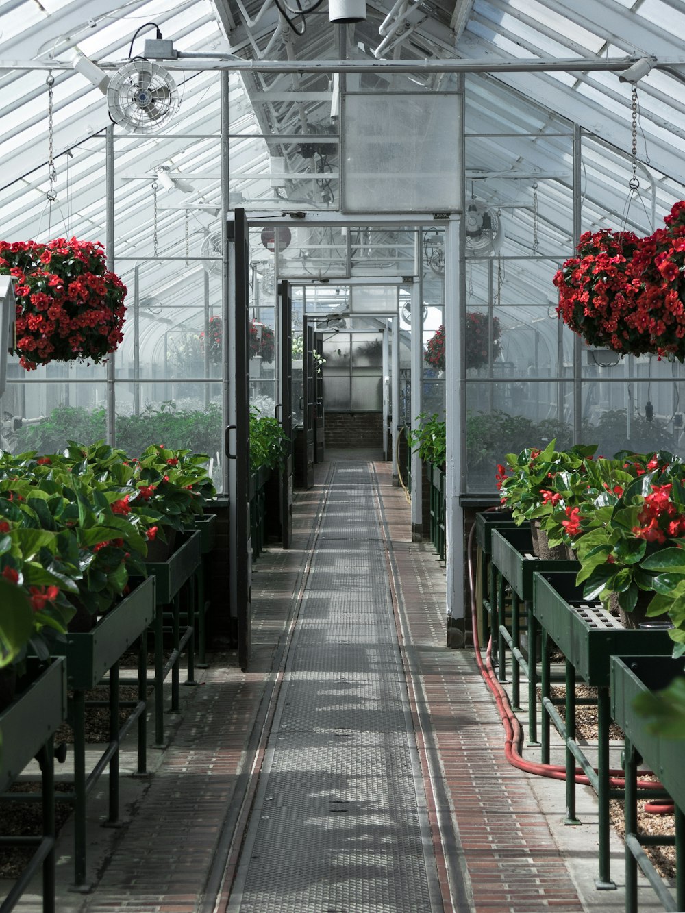 red flowers in green plants