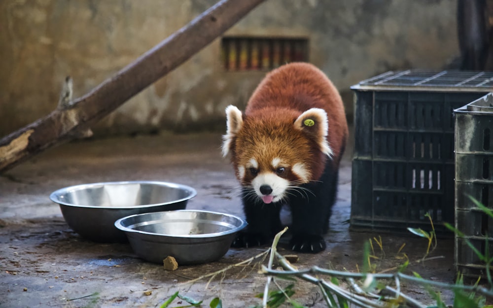 red panda on green metal bowl