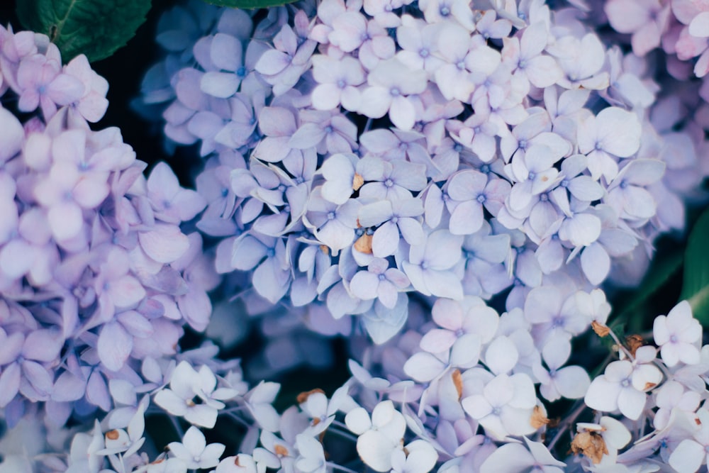 white flowers with green leaves