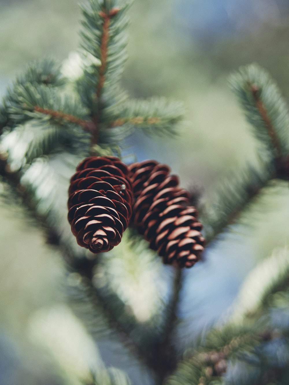 brown pine cones on snow covered tree