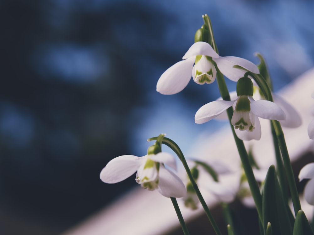 a group of white flowers with green stems