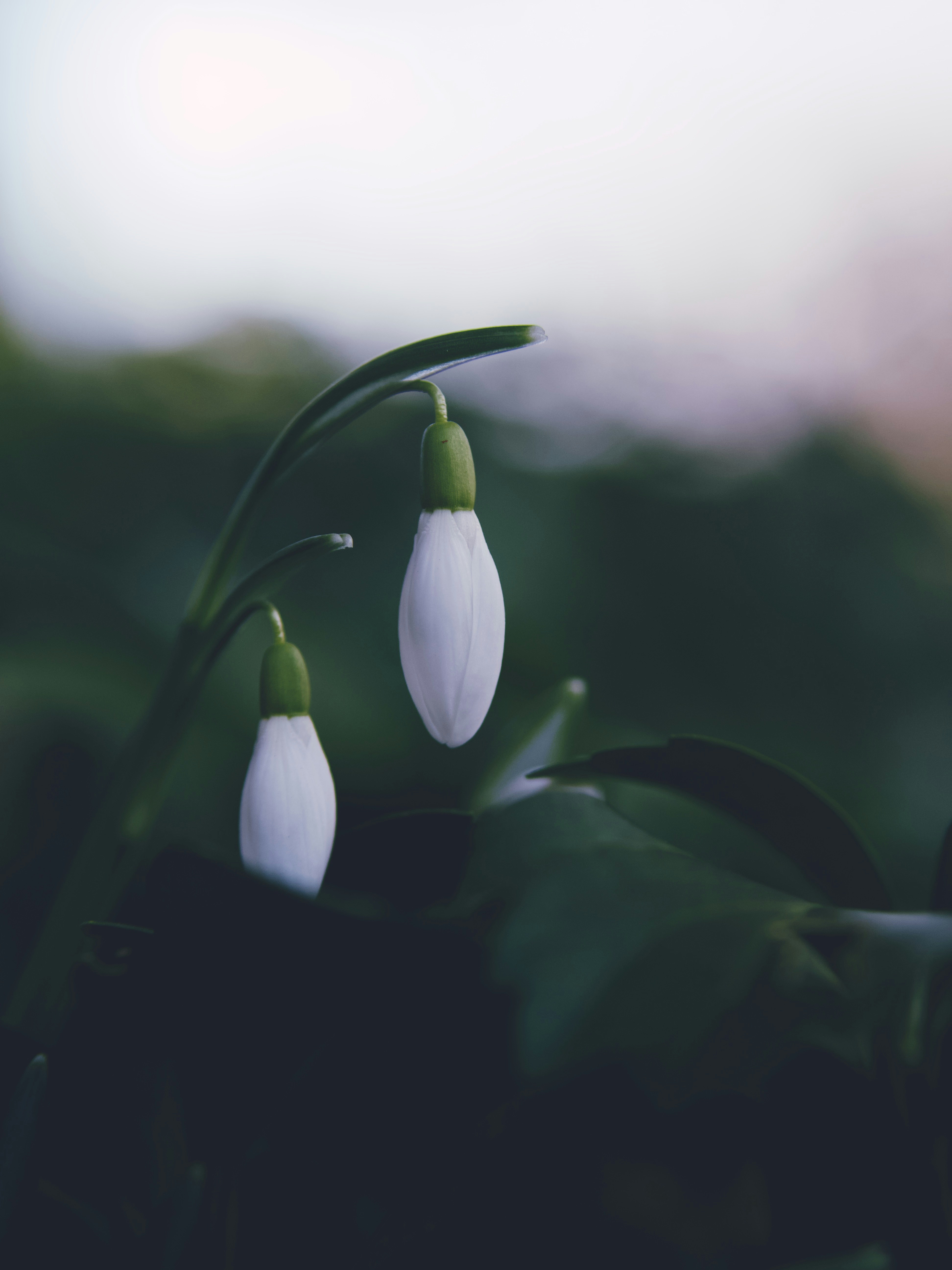 white and green flower bud