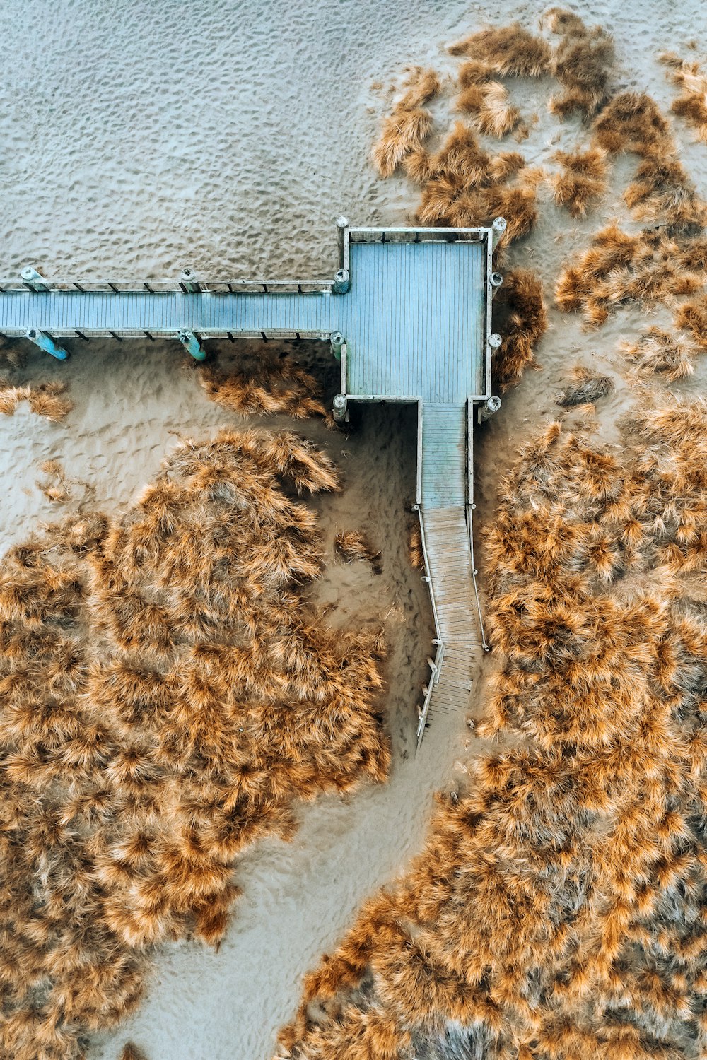 aerial view of green and brown trees and body of water