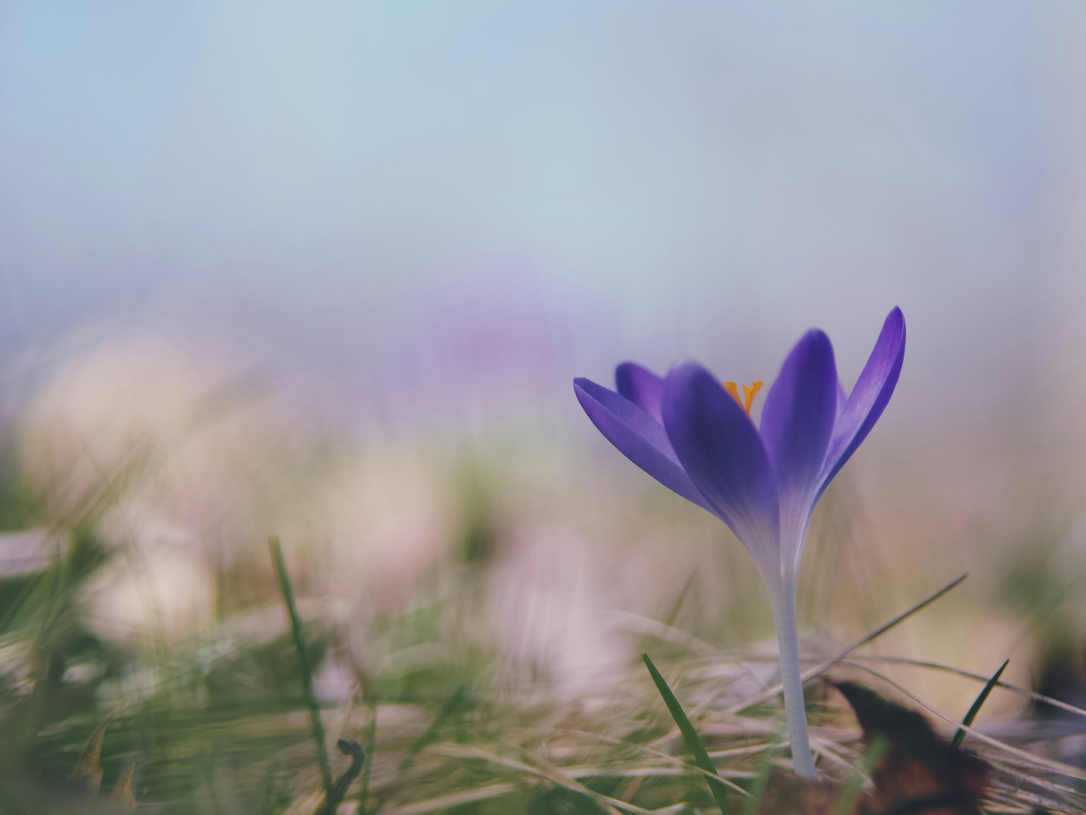 purple crocus flower in bloom during daytime
