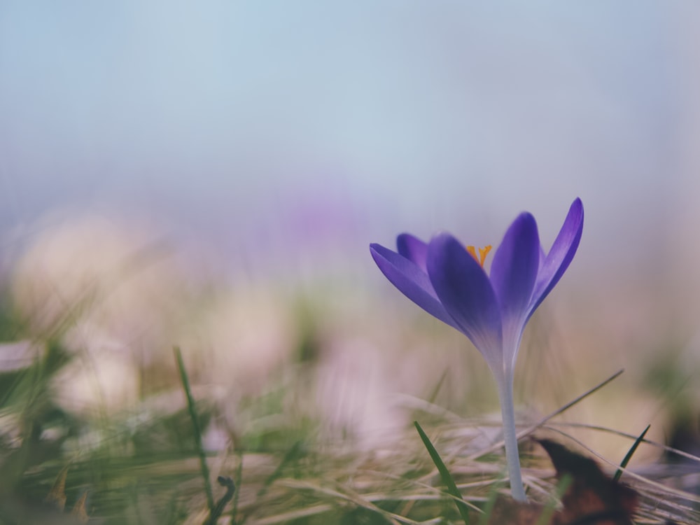 昼間に咲く紫色のクロッカスの花