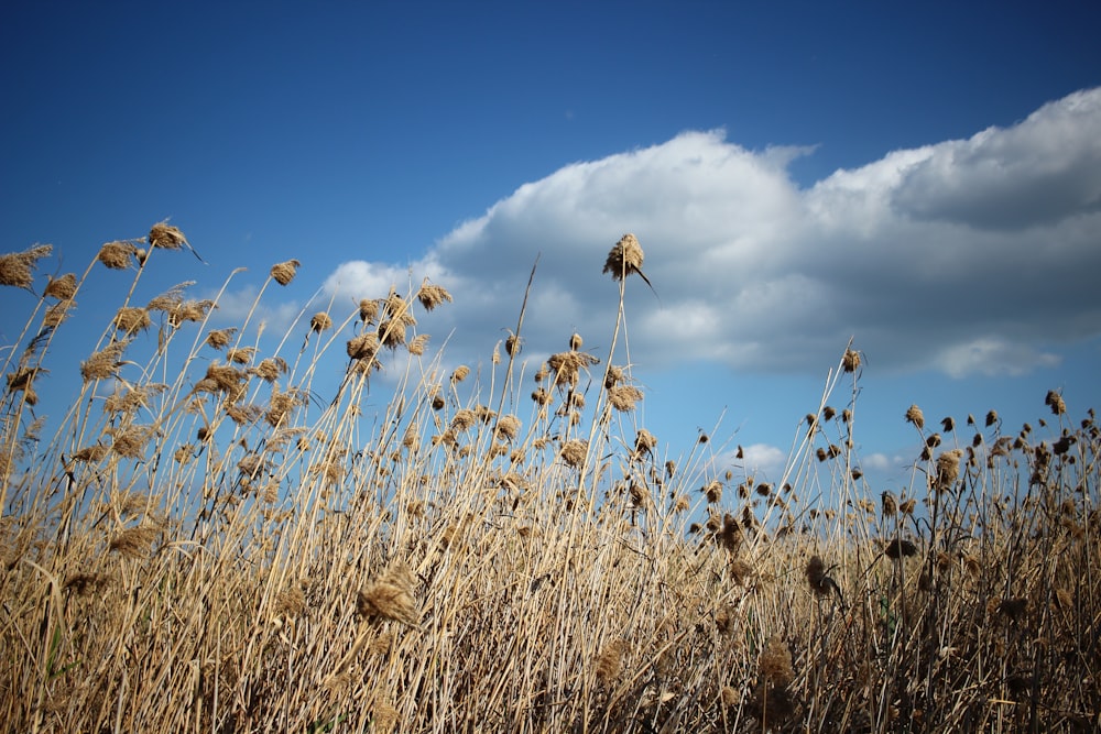 brown grass under blue sky during daytime